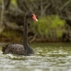 Labut cerna - Cygnus atratus - Black Swan 1096
